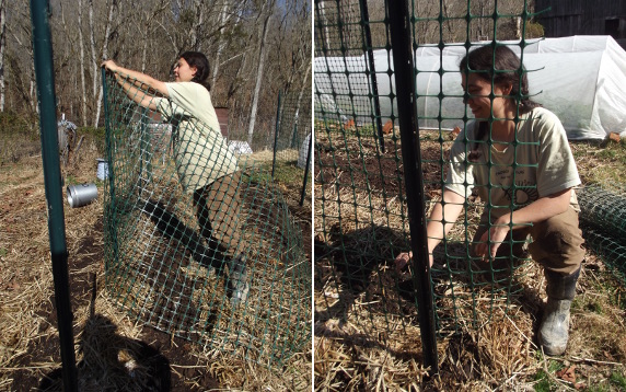 Making a pea trellis