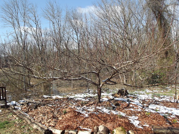 Peach tree in winter