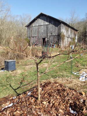 Pruning a young peach