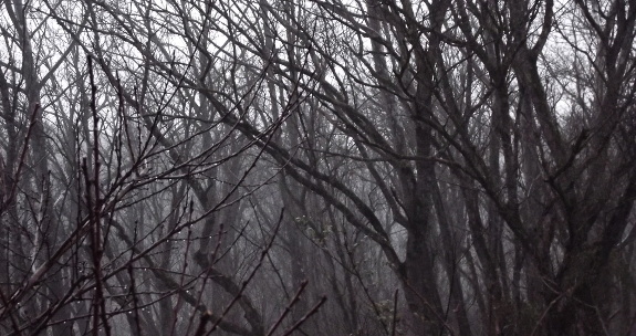 Foggy trees