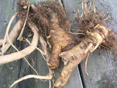 Edible tubers