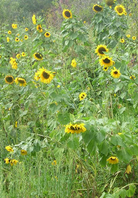 Green manure