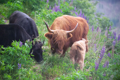 Heirloom cattle