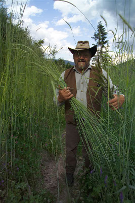 Perennial grains