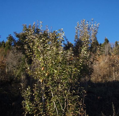 Unpruned fruit tree