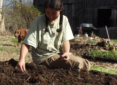 Planting onions