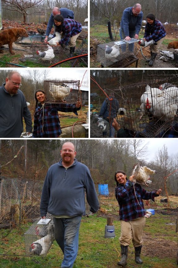 having fun while moving chickens on Leap Year Day 2012