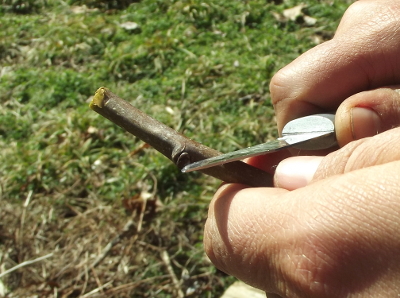 Cutting scionwood for cleft graft