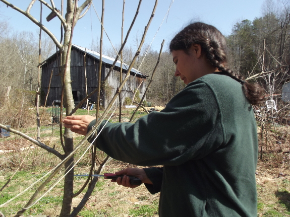 Cutting the top off a pear tree for topworking