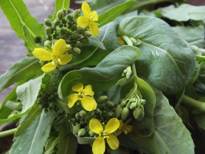 Turnip flowers