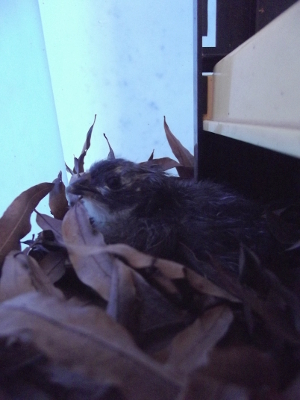 Chick under Brinsea brooder