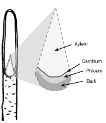 Diagram of scionwood parts