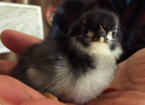 Australorp chick