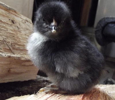 baby australorp chick