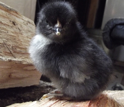 Marans hybrid chick