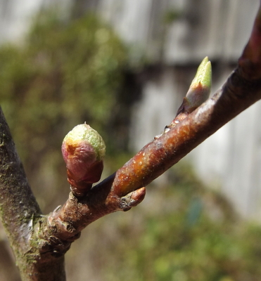 Flower buds vs. leaf buds