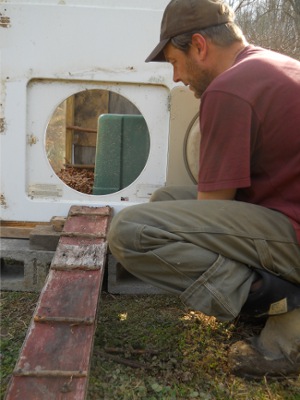 making a ramp for the new chicks