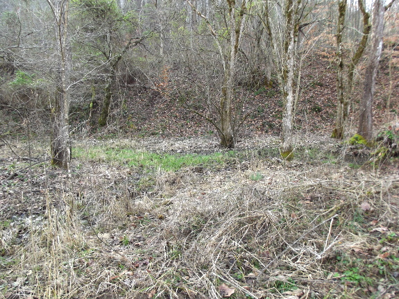 Grasses in damp area