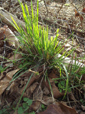Regrowing bunchgrass