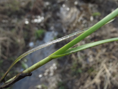 Wet-loving grass