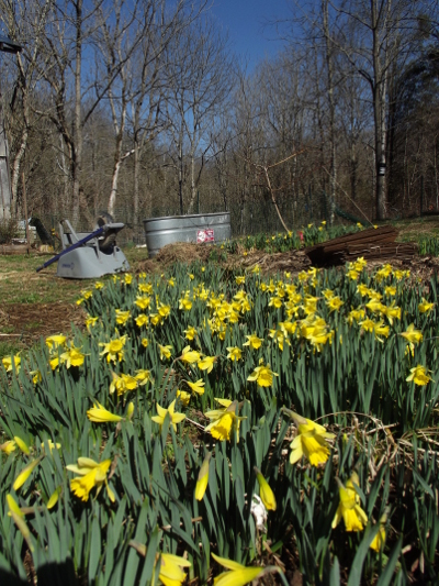 A host of golden daffodils