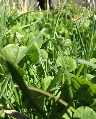 Bluegrass and white clover