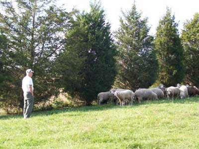 Cedar fenceline