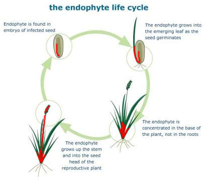 Endophyte life cycle