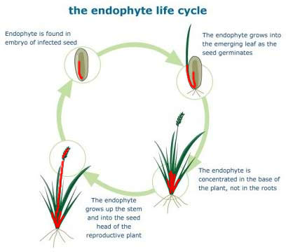 20120310endophytelifecycle.jpg