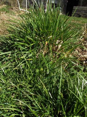 Fescue