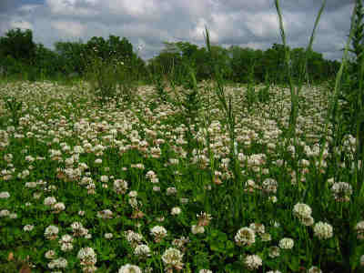 Ladino clover