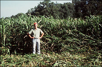 Sorghum-sudangrass