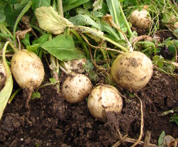 Uprooted turnips