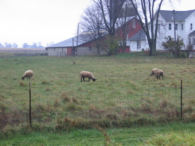 Woven wire fence