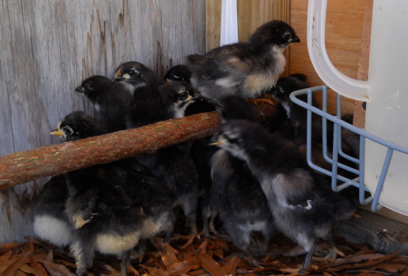 first round of chicks in 2012 go outside in the mini coop