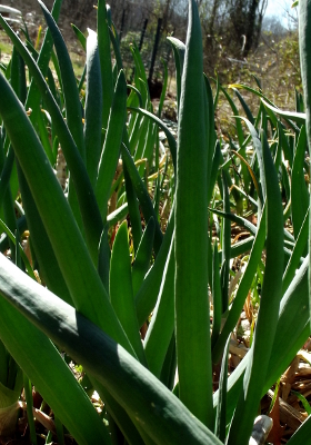 Egyptian onion leaves