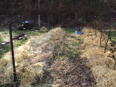 Straw mulch