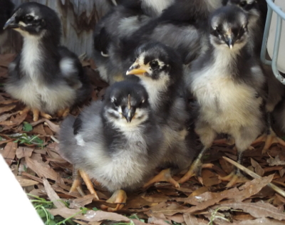 Australorp chicks