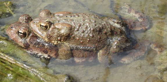 Mating toads