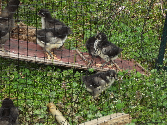 Chicks on pasture