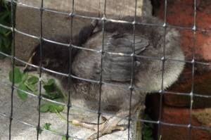 Marans/Australorp hybrid