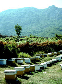 Apiary