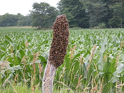 Honeybee swarm