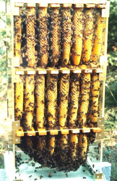 Inside a Warre hive