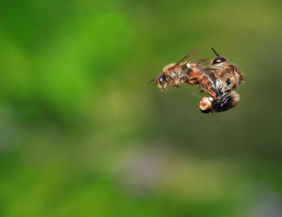 Mating honeybees