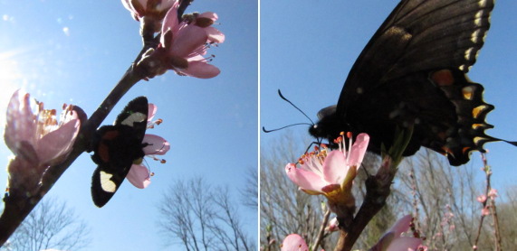 Moth and butterfly