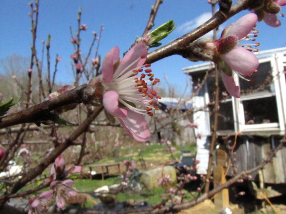 Peach flowers