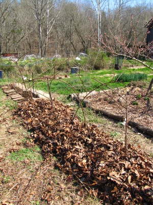 Mulching blackberries