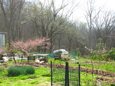 Blooming fruit trees