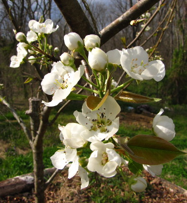 Blooming topworked pear
